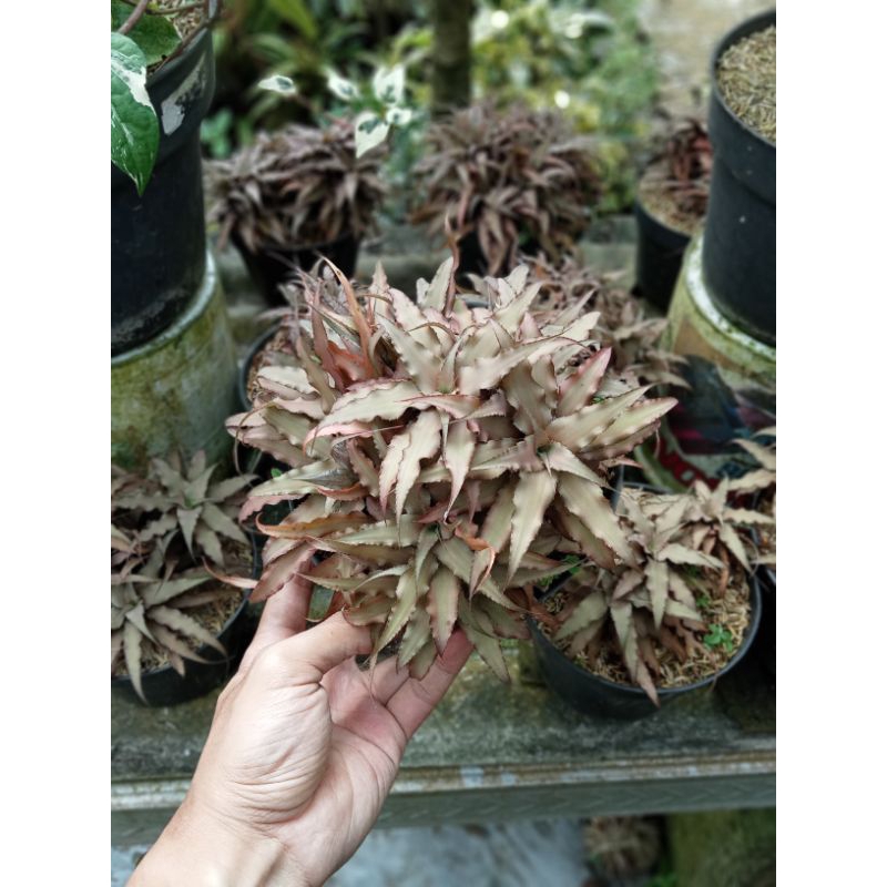 Cryptanthus Acaulis/ Cryptanthus Mini/kripstantus