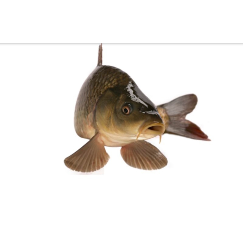 

INSTANT Ikan mas 0.5kg by pasar Tasik online