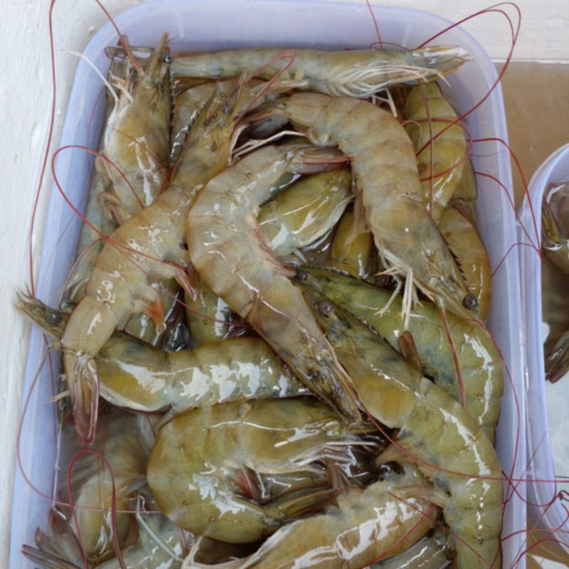 

seafood - udang size 60 250g by pasar Tasik online