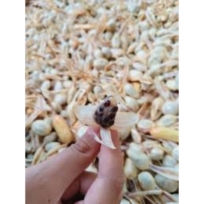 

buah pining bawang asli seger sudah matang 1 hanggor