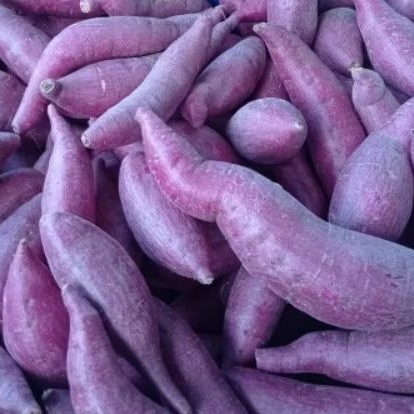 

Ubi Ungu 1 Kg Ubi Mulus Sehat Spek Supermarket