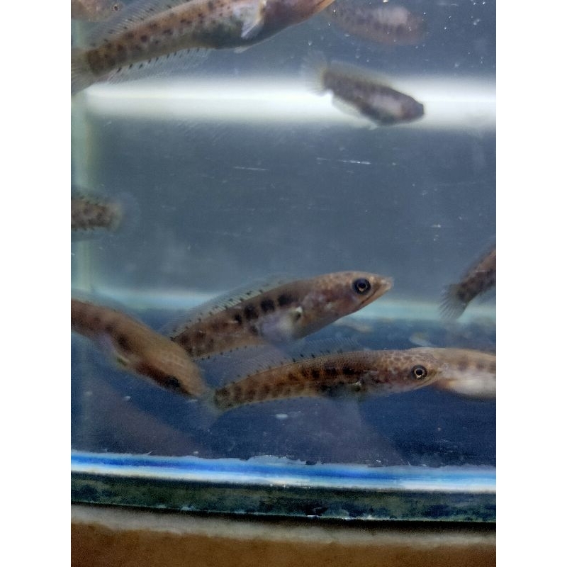 AURANTI CB CINA 6-7CM