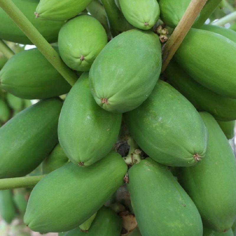 

Buah Pepaya Muda Segar 1 butir / Pepaya Sayur