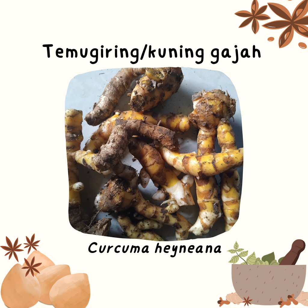 

Temugiring Segar 1 kg | Temugiring Jamu | Kuning Gajah Jamu | Herbal