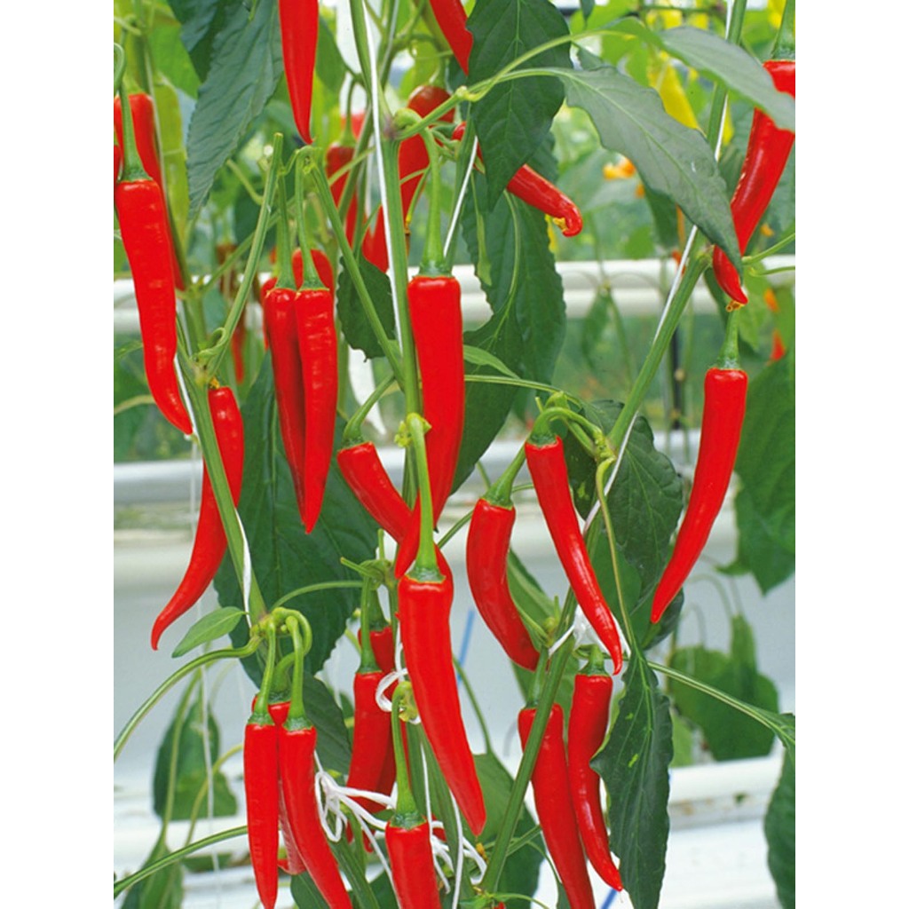 Green Earth - Bibit Benih Biji Cabe Merah Besar Hot Pepper Chili Super Hot-Bibit Biji Tanaman Cabe M