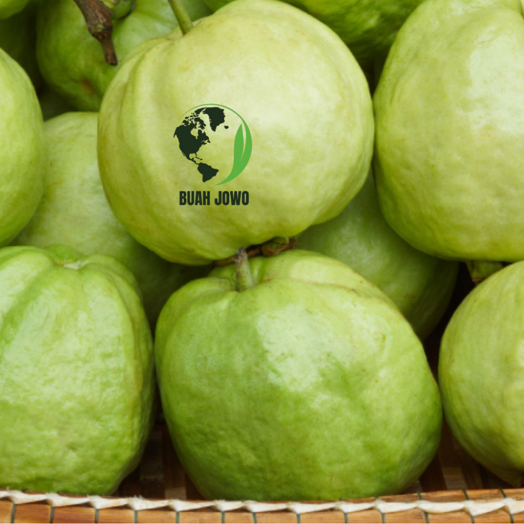 

JAMBU KRISTAL KEBUMEN MANIS NON BIJI 1KG ISI 4-5 BIJI DIPETIK LANGSUNG DARI KEBUN