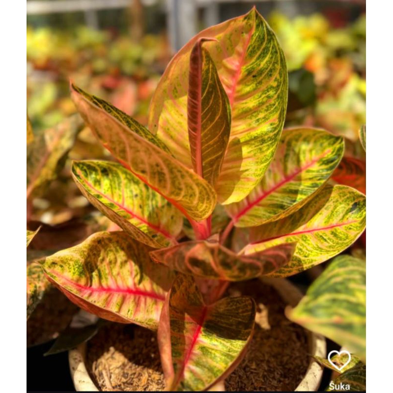 Aglonema Moonligh Tanaman Hias Bunga Aglaonema Murah Merah BUKAN bonggol bibit - tanaman hias hidup 