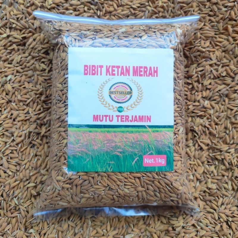 Bibit ketan merah 1 kg beras pulut merah