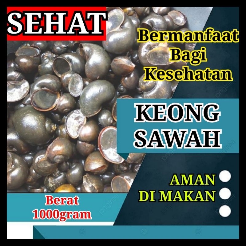 

keong sawah fresh kemasan 1kg