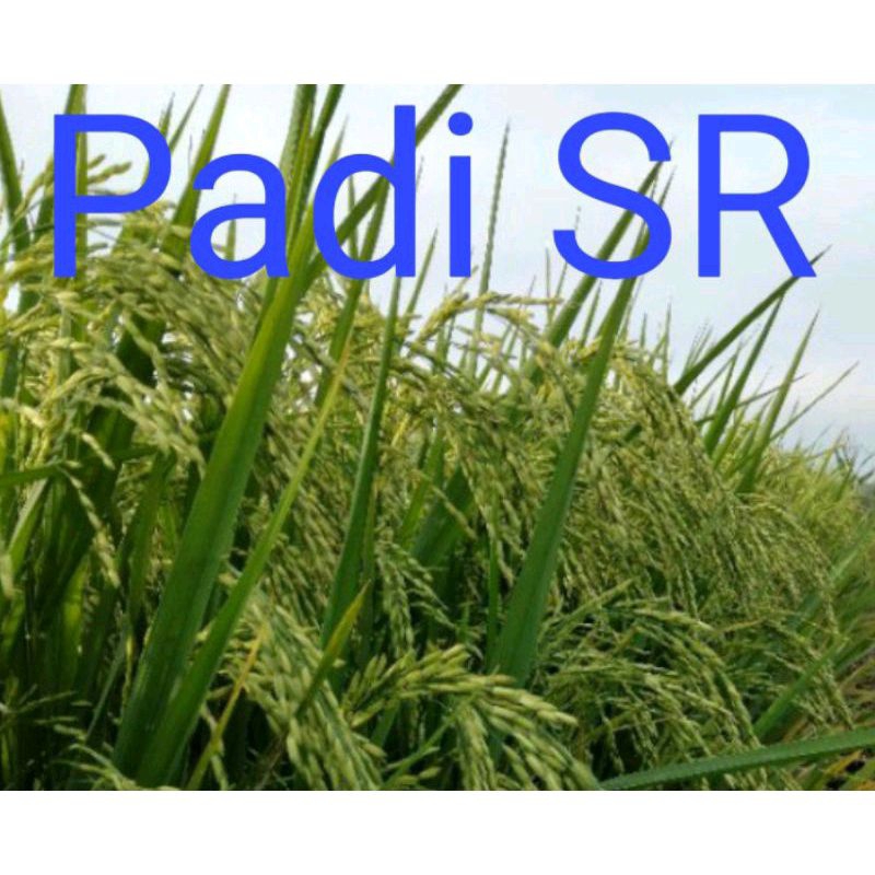 BENIH PADI SR SRI REPUBLIK KEMASAN 1KG
