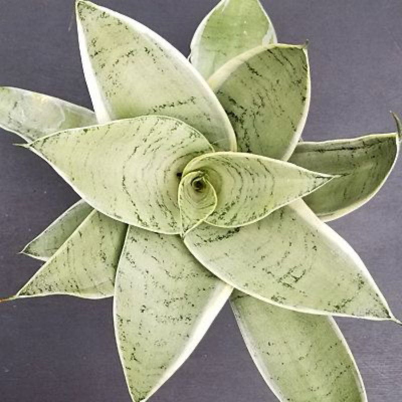 Baymarkeet Tanaman Hias Sansivera Mini Silver - Sansivera Mini Silver