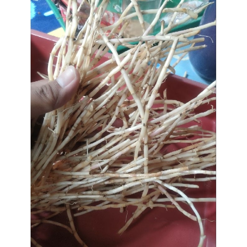 

Akar Alang alang segar sehat