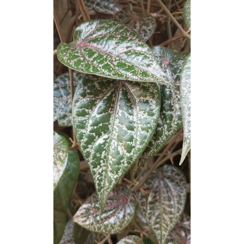 

Daun Sirih/ Suruh Merah / Daun Siri abang