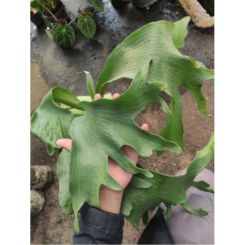 Platycerium hilli panama