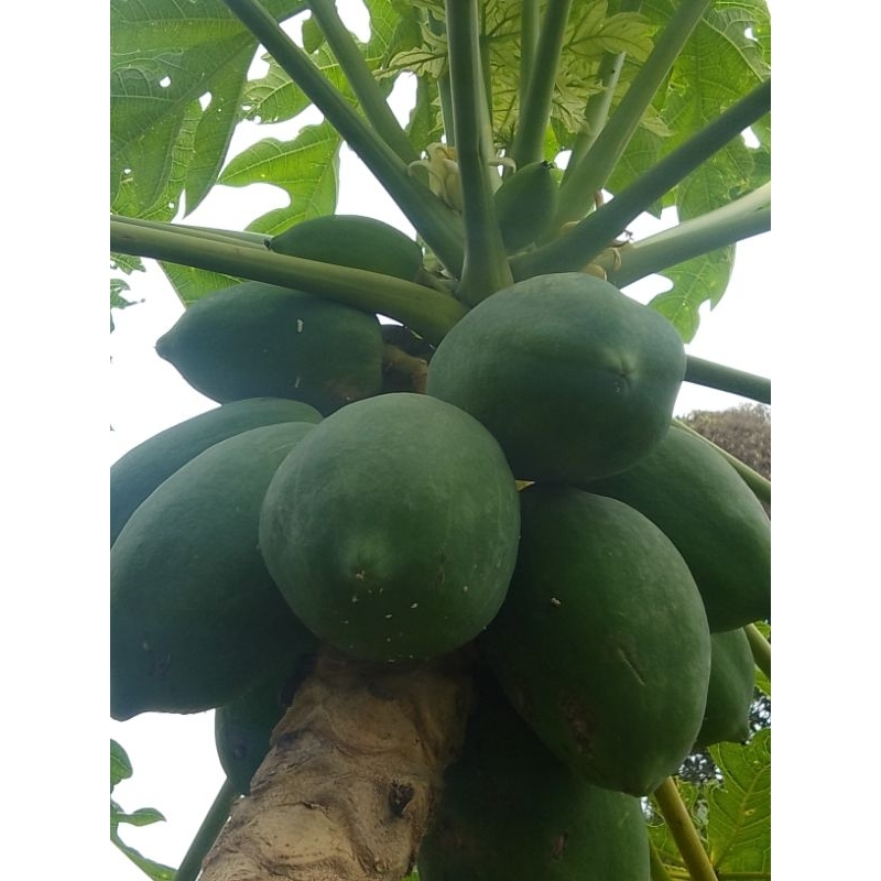 

Promo Pepaya Muda / Pepaya Sayur Segar Sehat