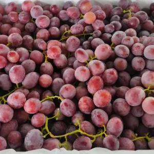 

Anggur Red globe 500g