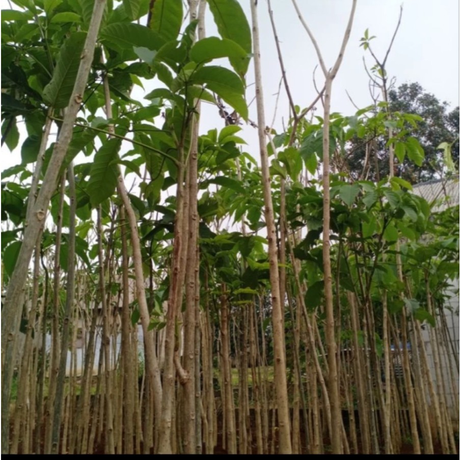 Pohon Tabebuya Rosea Bunga pink // pohon pelindung rosea pink