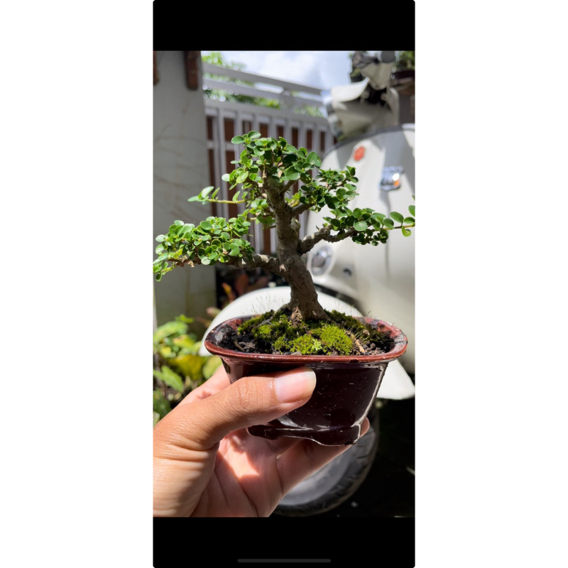 Bonsai mame siap pajang