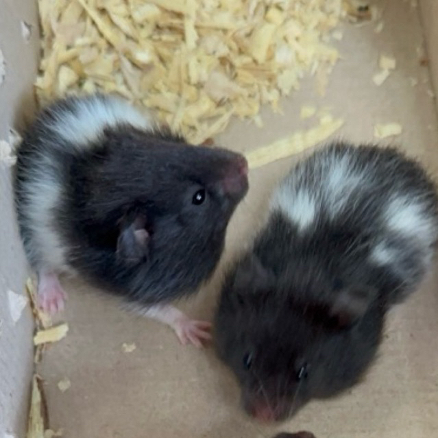 Hamster Syrian Panda Jinak anakan Long hair