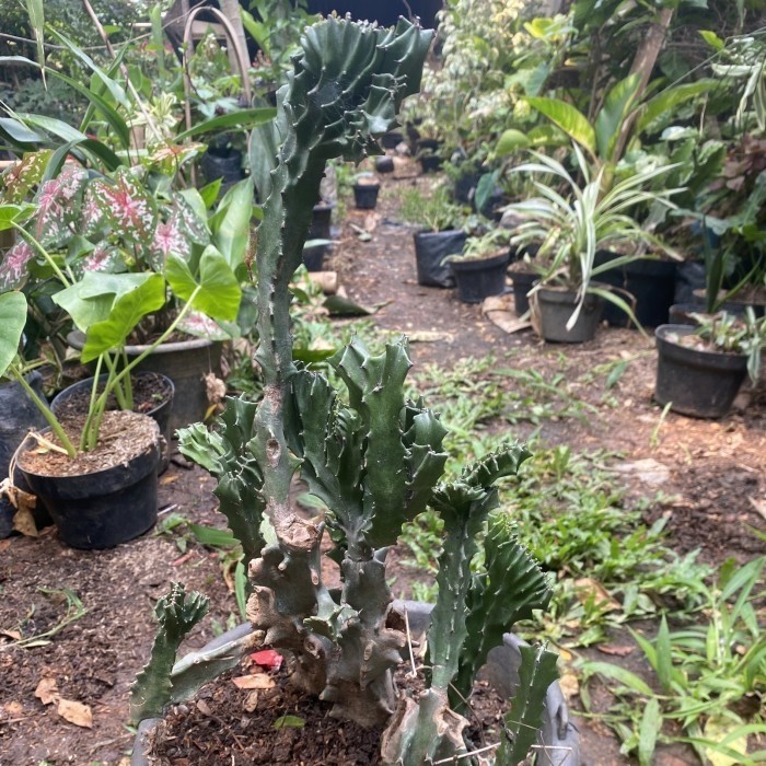 Kaktus Tulang Hijau / Kaktus Lactea Green // bentuk unik