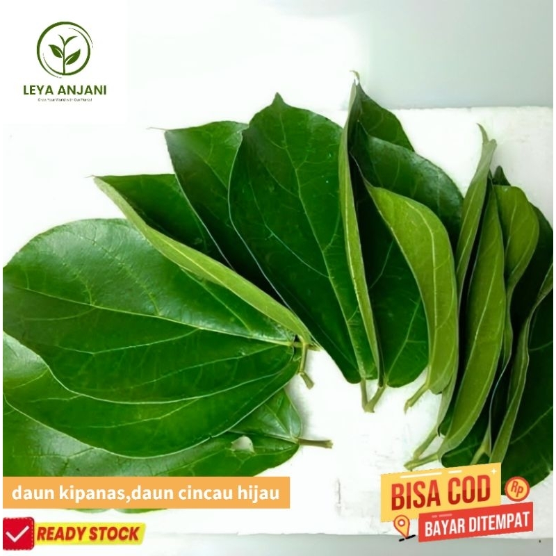 

daun cincau daun kipanas hijau obat herbal ,bukan rambat per 100 lembar