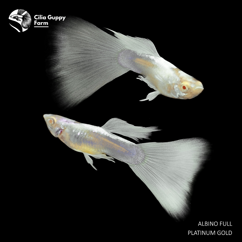 Guppy Albino Full Platinum Gold | Hiasan Aquarium | Hiasan Aquascape | Hiasan Akuarium | Ikan Guppy