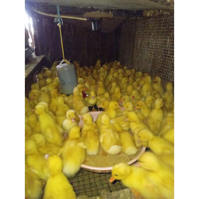 Dod Bebek Peking Super Jumbo 1 Box Isi 102 Ekor Sudah Vaksin.