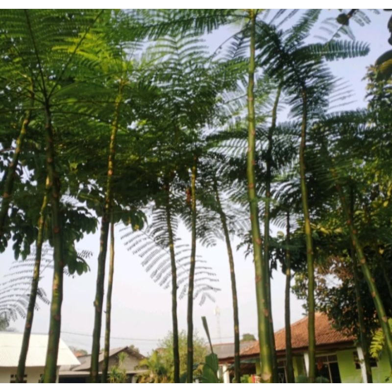 Pohon solobium tinggi 3meter