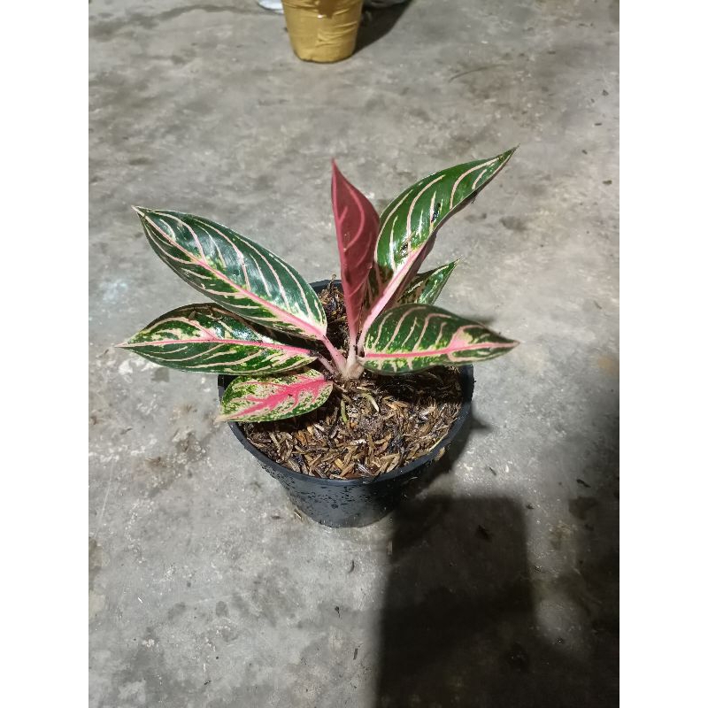 aglonema red Sumatra remaja daun 4-5