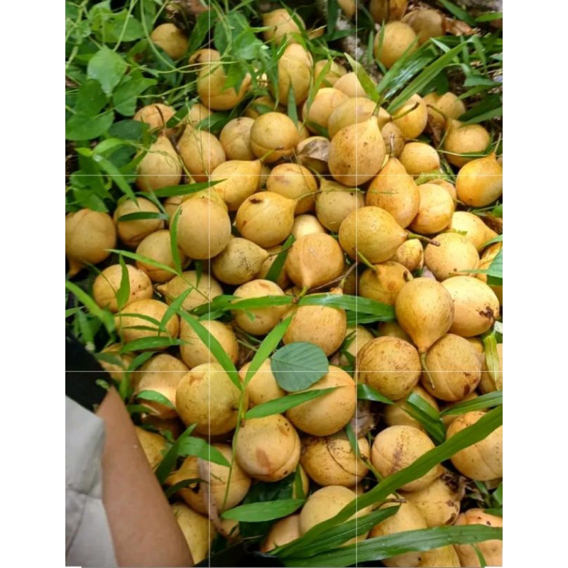 

Buah pala 1kg buat bumbu dan manisan