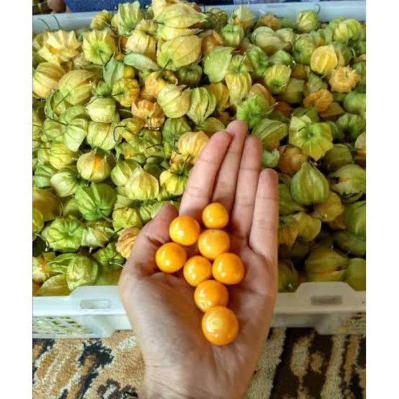 

Buah Ciplukan Segar 500 Gram - Cecendet - goldenberry