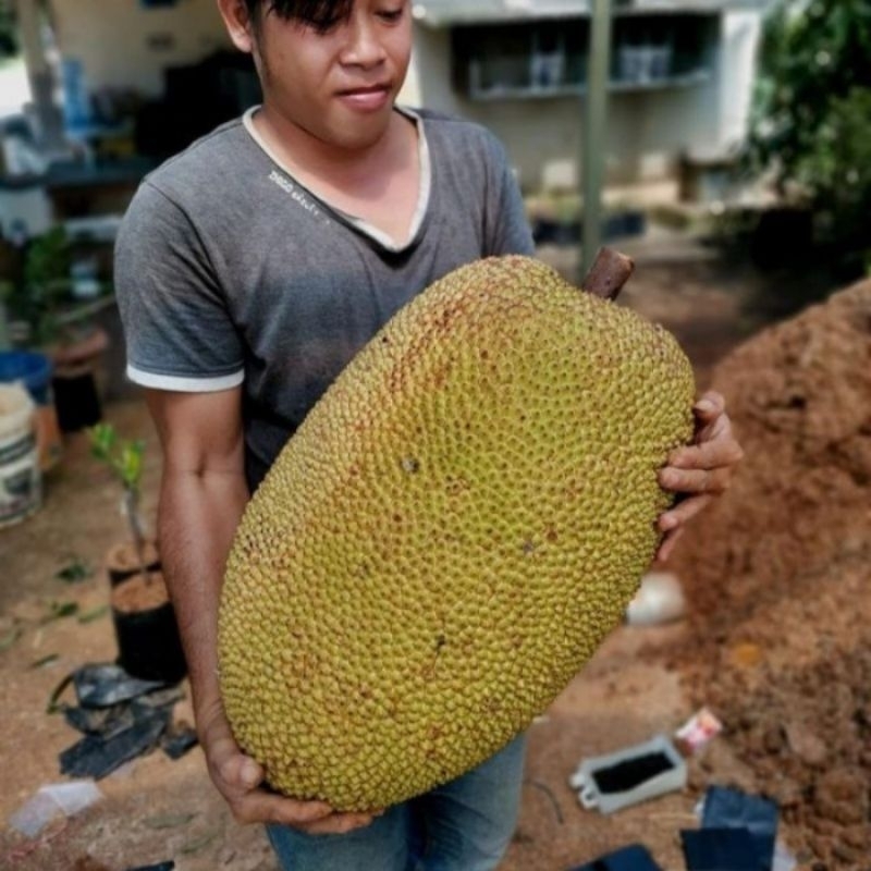 Bibit Nangka Madu j33 Jumbo Asli Malaysia siap berbuah