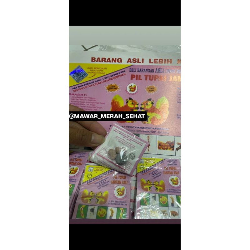 Tupai Jantan ORIGINAL 100% BERKHASIAT