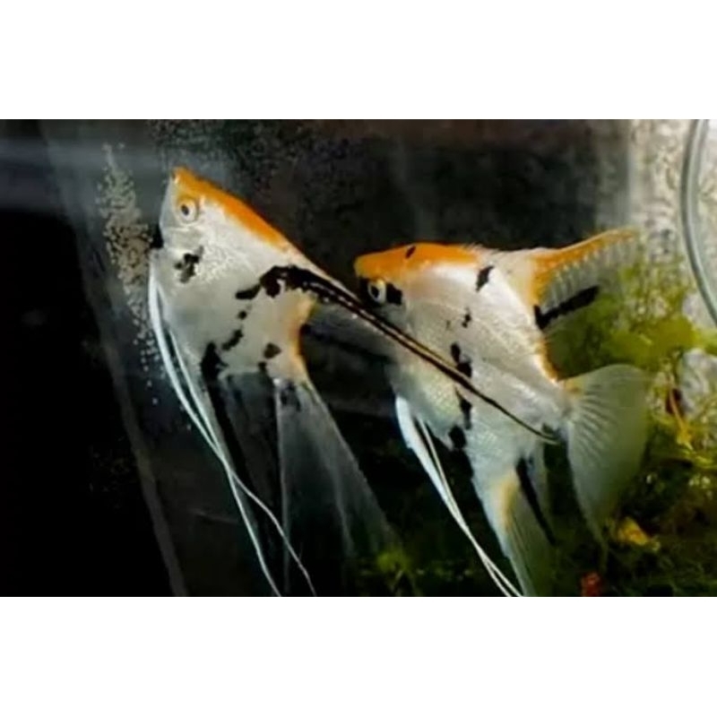 ikan hias manfish three colour / tri kolor / three color / platinum / altum / black / blue pinoy/ bs