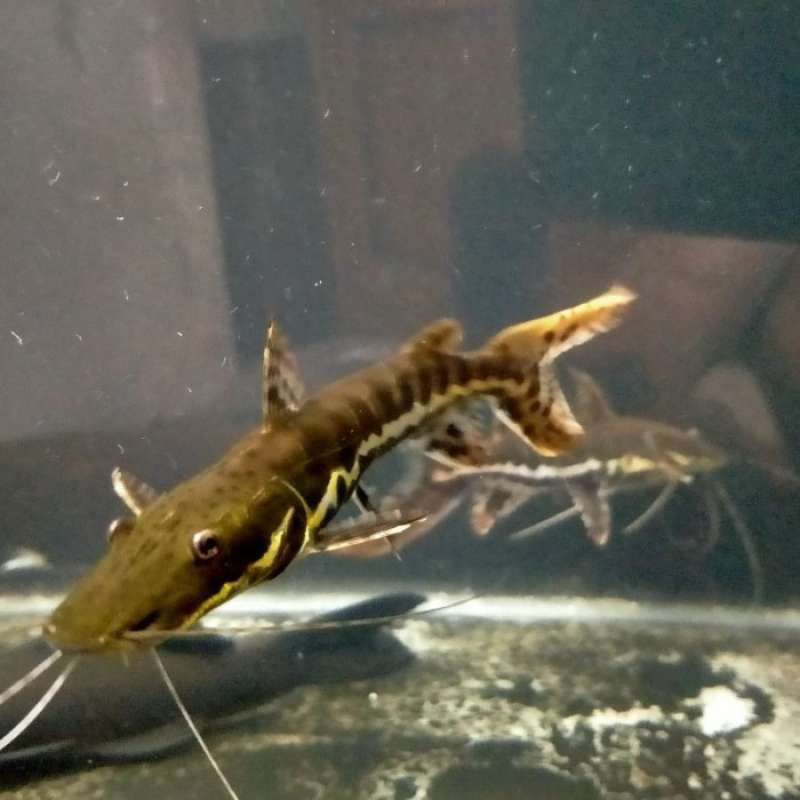 ikan TSN catfish size 10-11cm