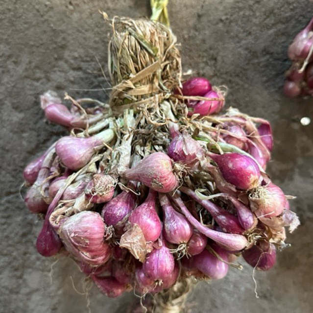 

{BONUS 2ons UNTINGAN BAMER JAWA/NGANJUK} FRESH langsung dari petani lokal nganjuk, bisa tahan 2 bulan digantung, UNTINGAN/OMBYOK/DAUNAN solusi cerdas untuk ibu