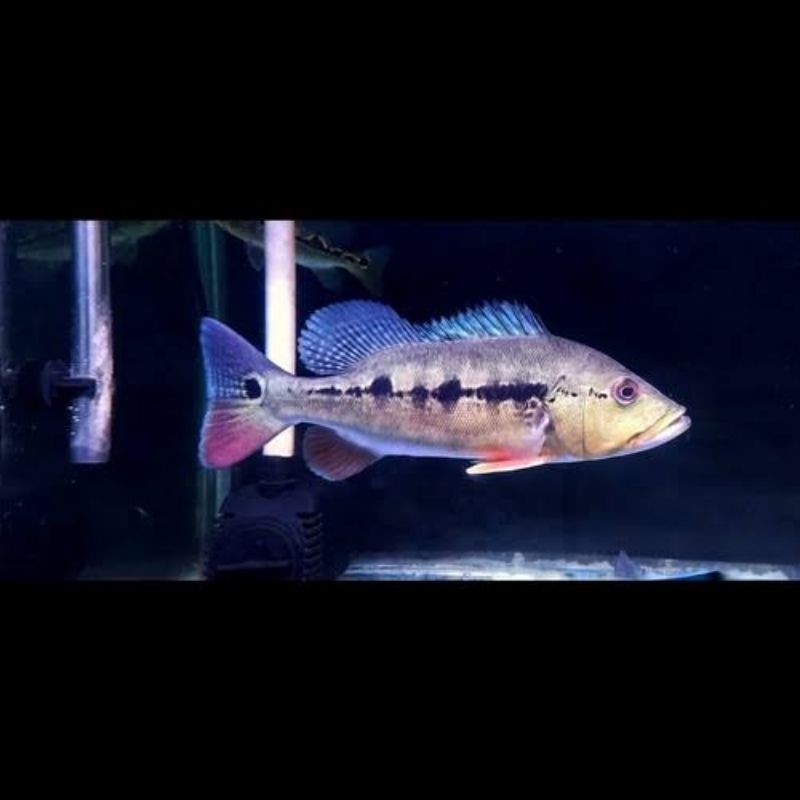 Pbass Intermedia Good Marking Size 10-11cm realsize bergaransi COD pbass mono pbass kelbery