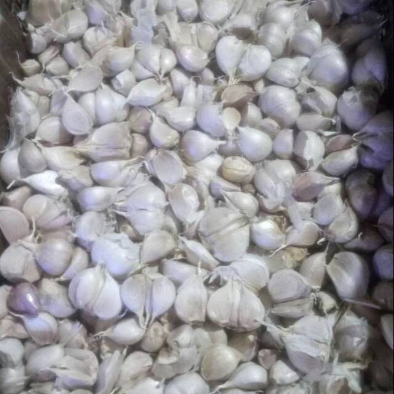 BAWANG PUTIH KATING Murah / BAWANG PUTIH KATING ekonomis