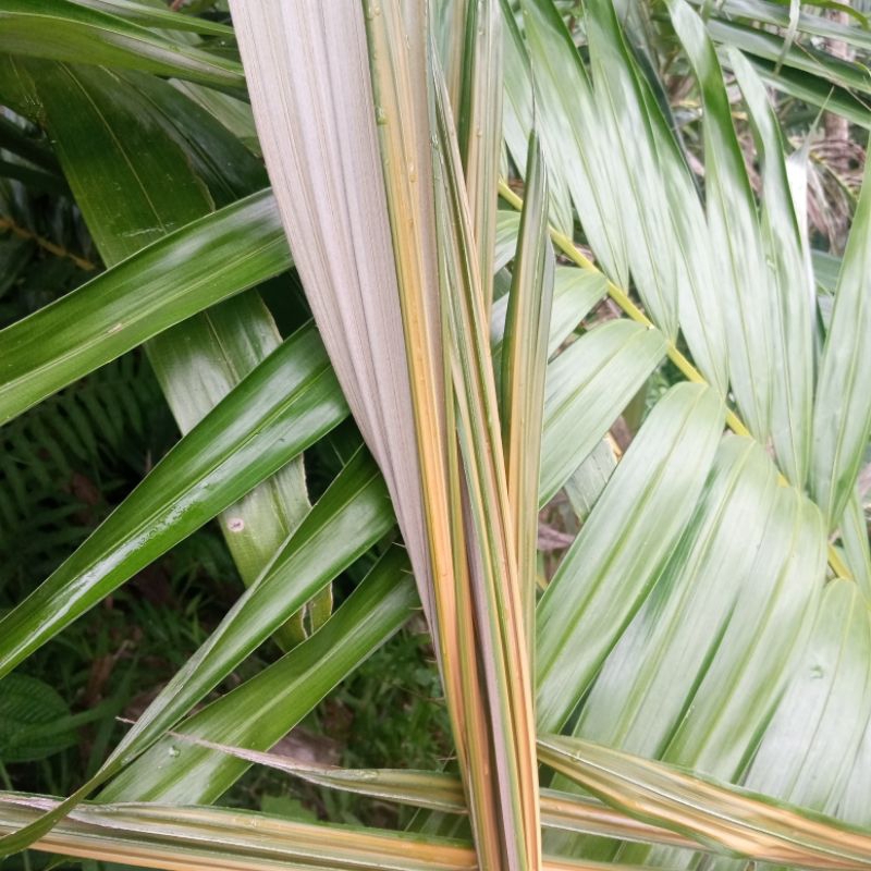 

Daun Salak Segar termurah