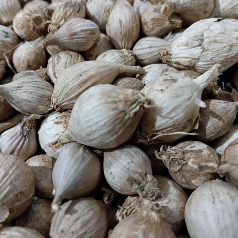 

250 Gram Bawang Putih Lanang Lokal Herbal Bahan Baku Black Garlic
