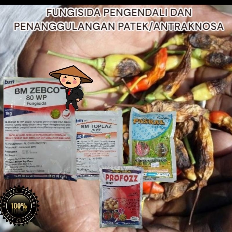 ZEBCO PAKET PATEK - FUNGISIDA PENGOBATAN DAN PENANGGULANGAN PATEK ANTRAKNOSA