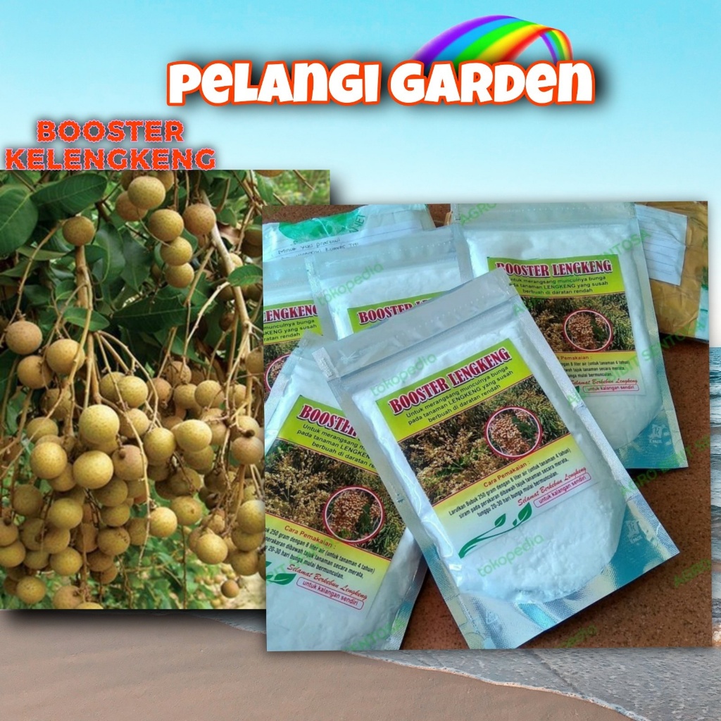 BEBAS JAMUR  Boster Kelengkeng Cangkok, Boster Kelengkeng Cangkok Batang Besar Berbuah