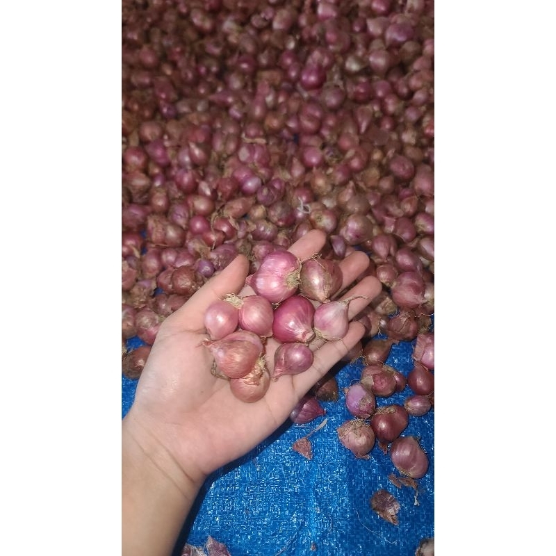 

BAWANG MERAH