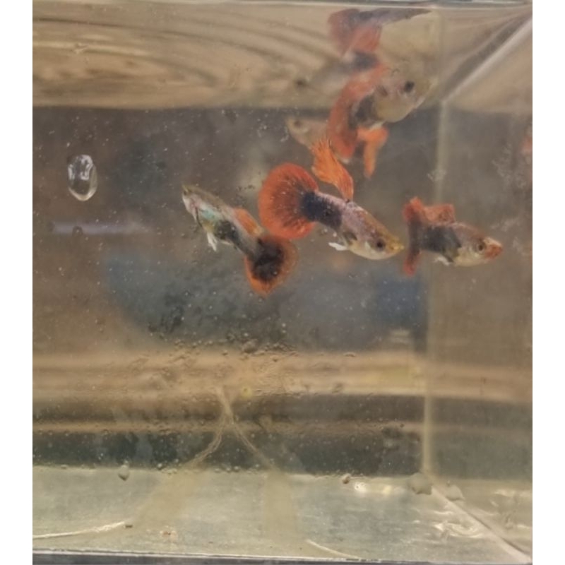 packing sterofoam guppy magenta roundtail