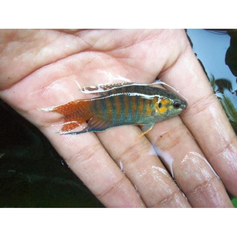 Sepat paradise / ikan hias / hiasan aquarium