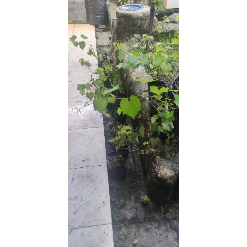 

rootstock anggur rm dam issabella