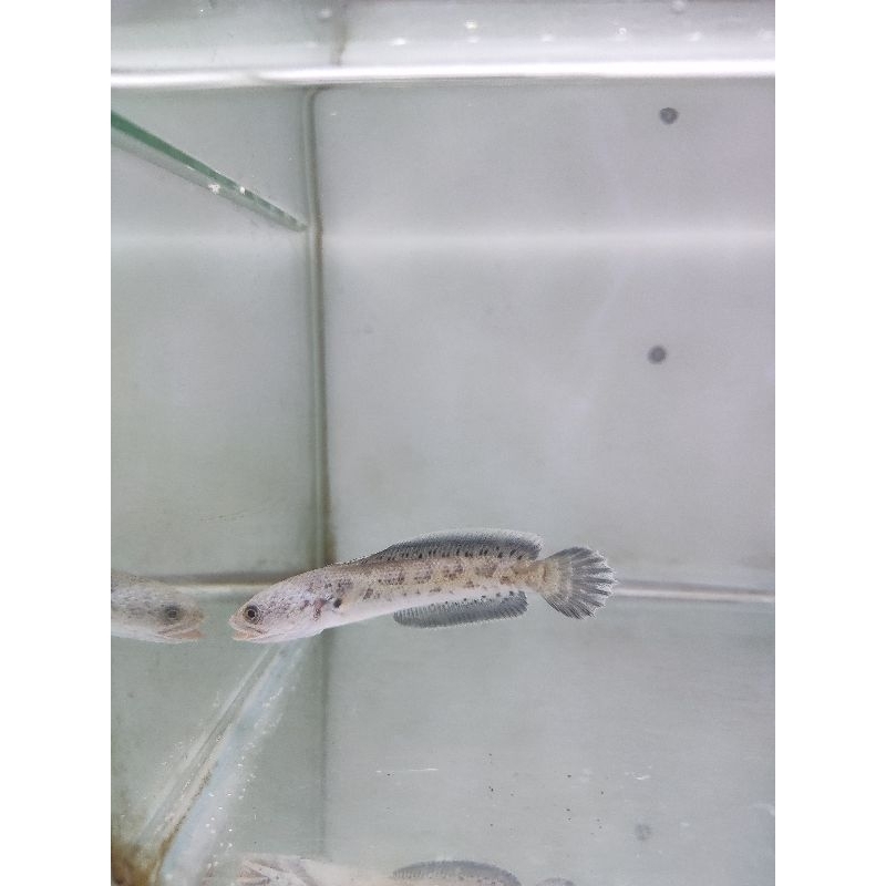 Sa1 Auranti Maculata CB Premium Grade A+ 7-10cm (Single Tank)