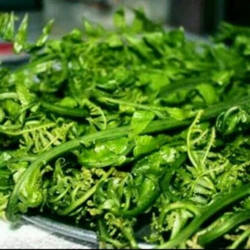 

Pakis Sayur Segar 1 Kg Langsung petik