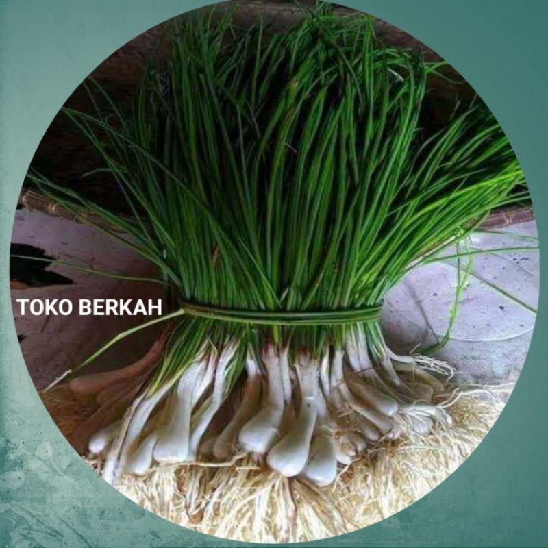 

Ready Kuncay Segar Masih Frest