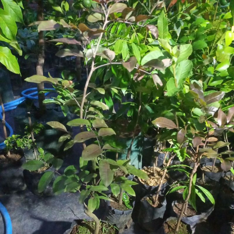 bibit kelengkeng merah 1 meter up